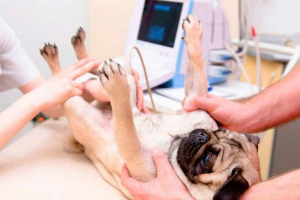 Biegunka u psa po porodzie - jakie są powody