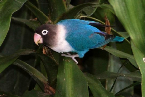 Papugi - typy i rasy papug