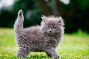 Popularne pseudonimy dla szarych kotów i kotów Popularne pseudonimy dla szarych kotów i kotów