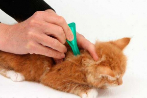 Popularne pliki z bloch dla kocięta