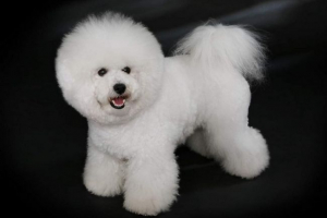 Bišon freeze rase - fluffy gump