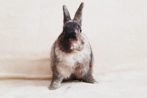 Rasa japońskiego królika karłowego Rasa japońskiego królika karłowego
