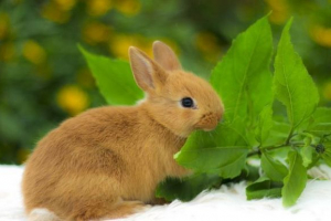 Rasy królika chanterów Rasy królika chanterów