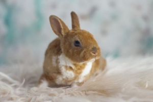 Rasy króliki rex Rasy króliki rex