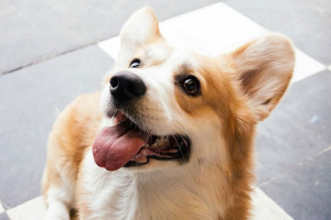 Rasy psów cuggy - funkcje, opieka, zdjęcie Rasy psów cuggy - funkcje, opieka, zdjęcie