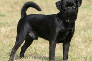 Pies brug brabanson Pies brug brabanson