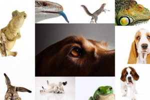 Portrety zwierząt z stephen hoskins