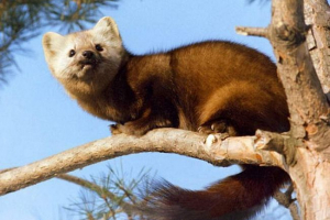 Strażacy z kemerovo usunięto z sablowego drzewa Strażacy z kemerovo usunięto z sablowego drzewa