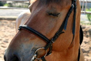 Czy to prawda, że ​​konie śpią w pozycji stojącej?