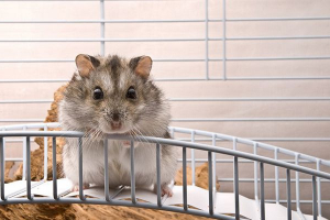 Zasady i warunki treści chomika w domu Zasady i warunki treści chomika w domu