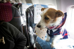 Zasady transportu psów w płaszczyźnie