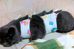 Zasady testowania popon na kotu po zabiegu