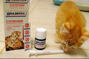 Skuter dla kotów i kotów - jak działać?