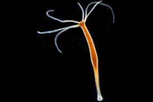 Hydra słodkowodna Hydra słodkowodna