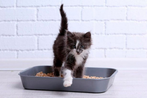 Przyczyny częstej oddania moczu w kotach Przyczyny częstej oddania moczu w kotach