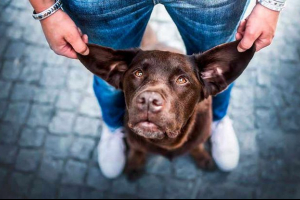 Przyczyny gorących uszu u psów Przyczyny gorących uszu u psów