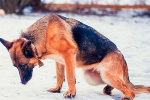 Przyczyny i leczenie paraliżu tylnych kończyn u psów Przyczyny i leczenie paraliżu tylnych kończyn u psów