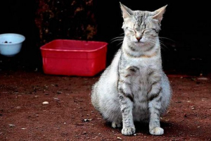 Przyczyny i leczenie wzdęcia w kotach Przyczyny i leczenie wzdęcia w kotach