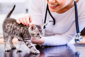 Przyczyny i leczenie spuchniętego brzucha w kotek