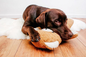 Przyczyny i odmiany wymiotów u psów, metody leczenia