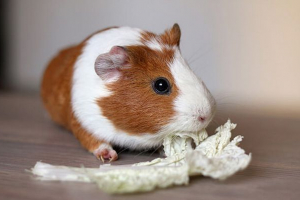 Przyczyny złego apetytu i utraty wagi w świniach morskich, jak pomóc pet?