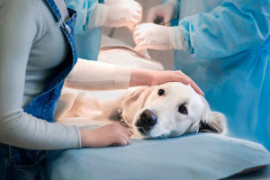 Przyczyny i pomoc w wymiotach niestrawionych żywności u psów