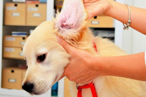 Przyczyny, objawy i leczenie grzybów w uszach psa