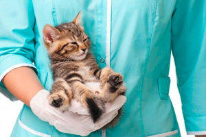 Przyczyny, objawy i leczenie koronavirus w kciuce Przyczyny, objawy i leczenie koronavirus w kciuce