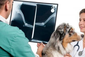 Przyczyny kości mięsnej w psie