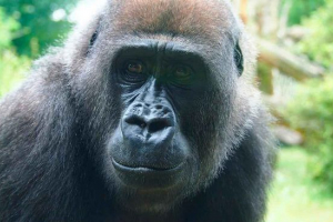 Naczelne - ciekawe fakty dotyczące zdejmowania zwierząt dla człowieka Naczelne - ciekawe fakty dotyczące zdejmowania zwierząt dla człowieka