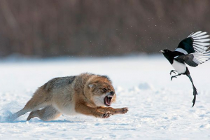 Przykłady obwodów zasilania w różnych lasach Przykłady obwodów zasilania w różnych lasach