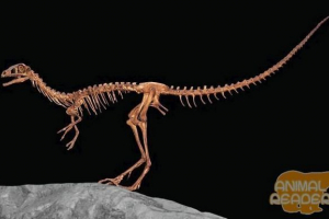 Prymitywne dinozaury - leśnictwo