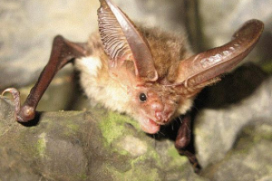 Czerwona książka terytorium khabarowska Czerwona książka terytorium khabarowska