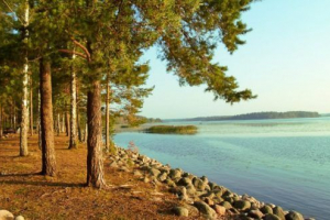 Natura regionu leningradu Natura regionu leningradu