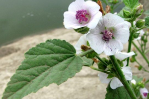 Dystrybucja allas (kwadrat)