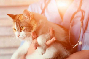 Znaki askara w kotach Znaki askara w kotach