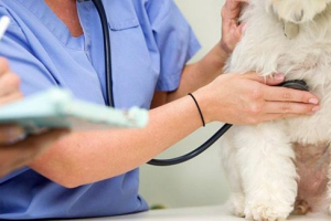 Znaki i leczenie niewydolności serca u psów