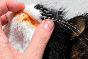 Znaki amyloidozy nerek w kotach Znaki amyloidozy nerek w kotach