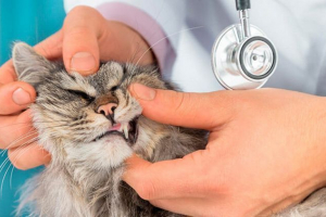 Znaki, przyczyny i leczenie kamienia dentystycznego Znaki, przyczyny i leczenie kamienia dentystycznego