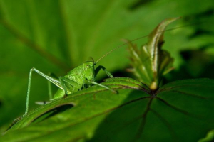 Owady z niepełną transformacją Owady z niepełną transformacją