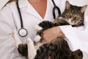 Proces i konsekwencje kotów ovirobysectomy