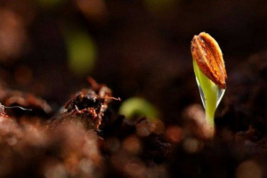 Proces kiełkowania nasion - etapy, warunków i czynników