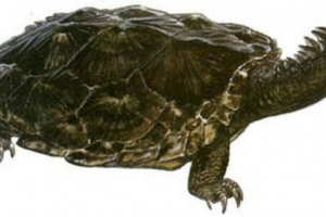 Proganohelis - tajemnice wymarłego żółwia Proganohelis - tajemnice wymarłego żółwia