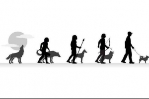 Pochodzenie i 40 milionów lat ewolucji psa