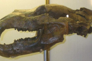 Pochodzenie niedźwiedzi i ich historii na planecie ziemia Pochodzenie niedźwiedzi i ich historii na planecie ziemia