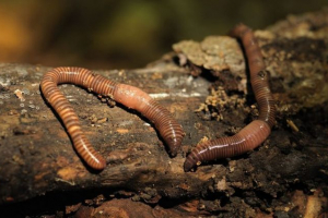 Intermediate eision Intermediate eision