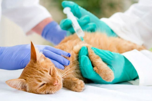 Kontraprint statki dla kotów Kontraprint statki dla kotów