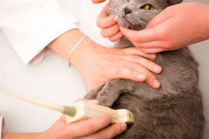 Prowadzenie kotów ultradźwiękowych lub kotów - wszystko o procedurze