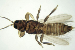 Wycieczki pszenicy - niebezpieczny wróg pszenicy Wycieczki pszenicy - niebezpieczny wróg pszenicy