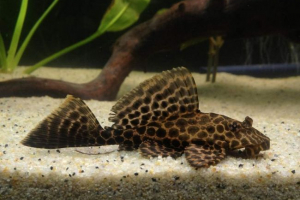 Ptrigoplicht aquarium lub parchina som